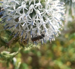 Coelioxys afer