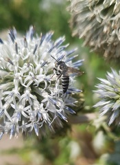 Coelioxys afer