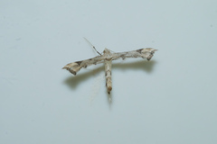 Stenoptilodes taprobanes