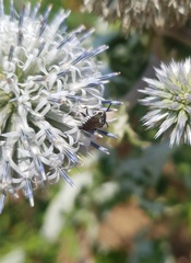 Coelioxys afer