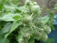 Arctium lappa