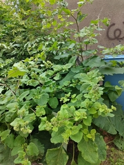 Arctium lappa