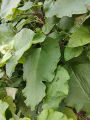 Arctium lappa