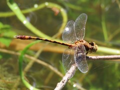 Progomphus alachuensis