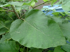 Arctium lappa