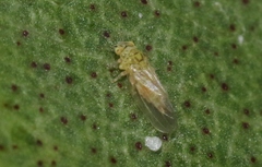 Cryptoneossa triangula