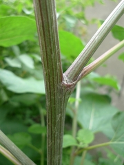 Arctium lappa