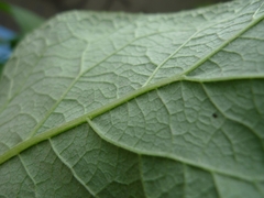 Arctium lappa