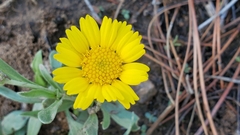 Tetraneuris argentea