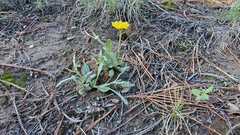 Tetraneuris argentea