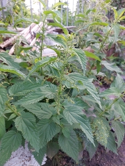 Urtica dioica