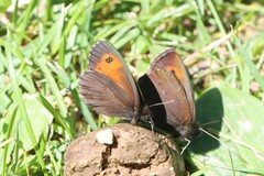 Erebia euryale adyte