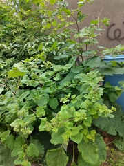 Arctium lappa