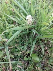 Trifolium repens