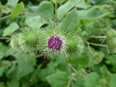 Arctium lappa
