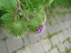 Arctium lappa