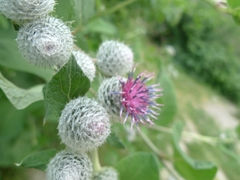 Arctium tomentosum