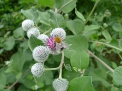 Arctium tomentosum