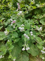 Arctium tomentosum