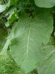 Arctium tomentosum