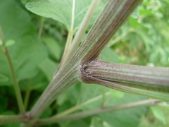 Arctium tomentosum