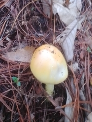 Amanita basii