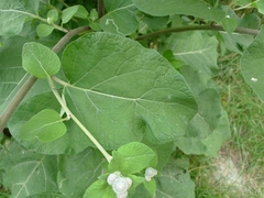 Arctium tomentosum