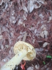 Amanita basii