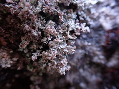 Stereocaulon sterile