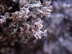 Stereocaulon sterile
