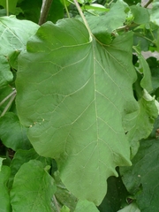 Arctium tomentosum