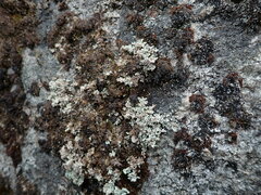 Stereocaulon sterile