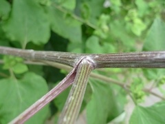 Arctium tomentosum