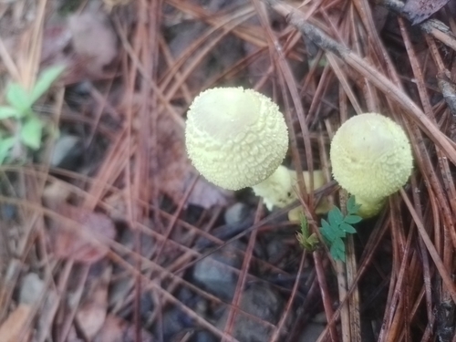 Hongo Amarillo de las Macetas (Leucocoprinus birnbaumii)