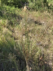 Erigeron canadensis