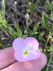 Oenothera speciosa