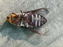 Tabanus americanus