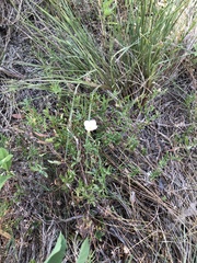 Oenothera speciosa