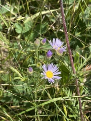 Erigeron corymbosus