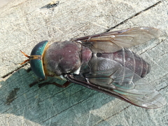Tabanus americanus