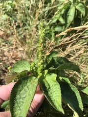 Acalypha ostryifolia
