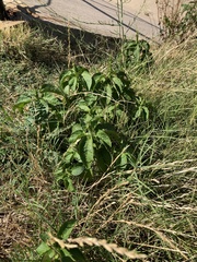 Acalypha ostryifolia