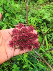 Prionosciadium