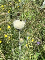 Cirsium brevifolium