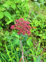 Prionosciadium