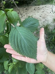 Perilla