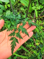 Prionosciadium
