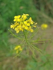 Sisymbrium loeselii