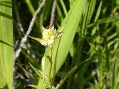 Ludwigia suffruticosa