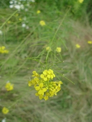 Sisymbrium loeselii